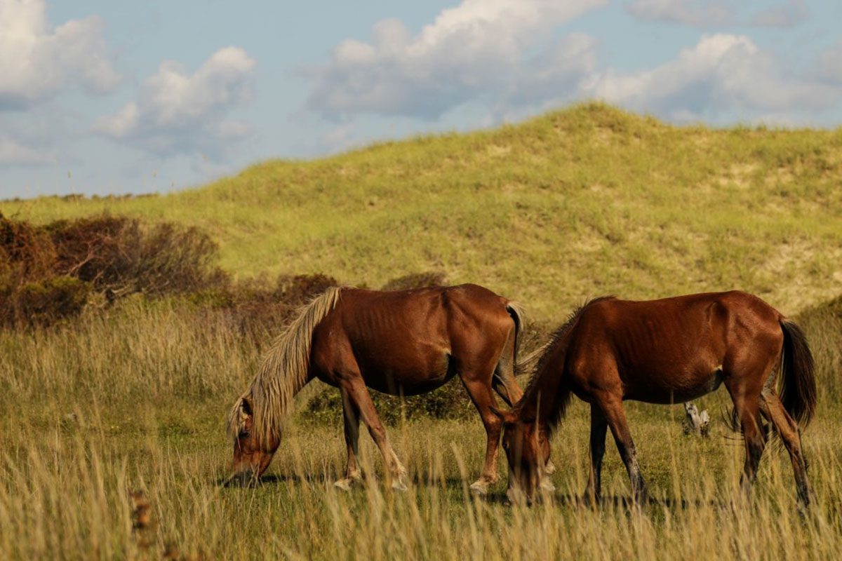 Wild horses graze at Shackleford Banks, a part of Cape Lookout National Seashore in Carteret County. Photo: Nate Toering, National Park Service