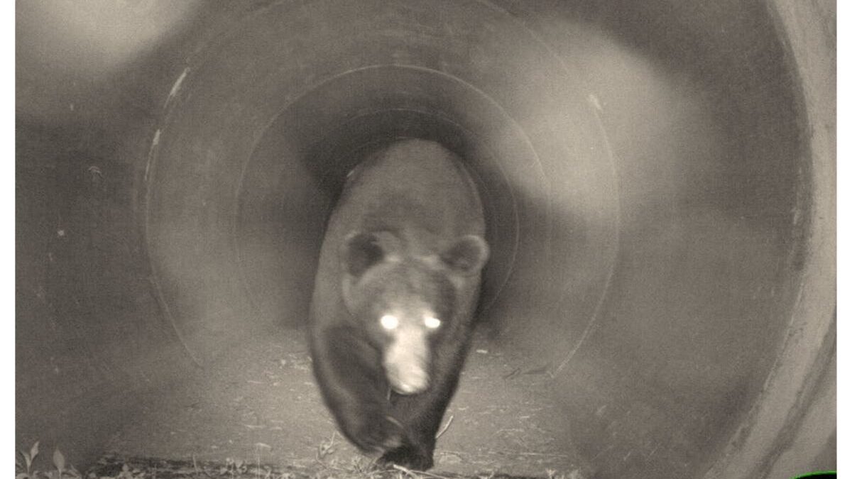 A bear uses a culvert crossing built near the Croatan National Forest by the Department of Transportation and Wildlife Resources Commission. Photo: N.C. Wildlife Corridor