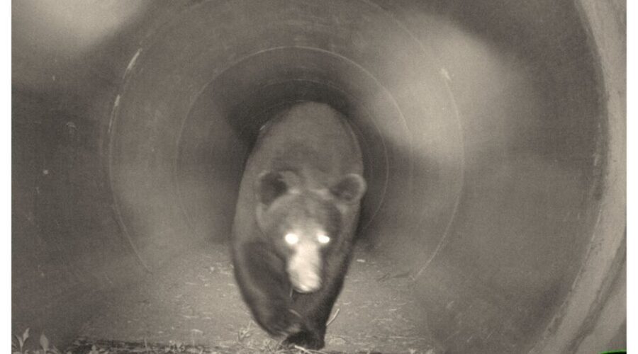 A bear uses a culvert crossing built near the Croatan National Forest by the Department of Transportation and Wildlife Resources Commission. Photo: N.C. Wildlife Corridor