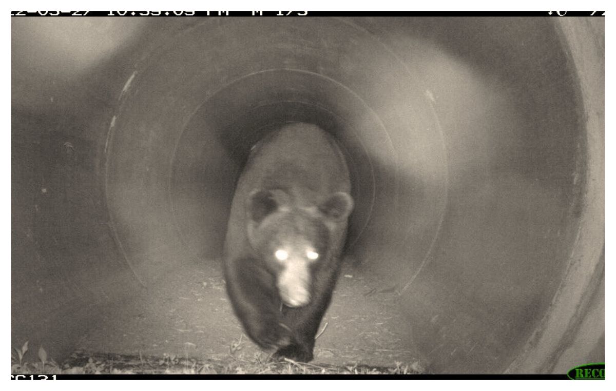 A bear uses a culvert crossing built near the Croatan National Forest by the Department of Transportation and Wildlife Resources Commission. Photo: N.C. Wildlife Corridor