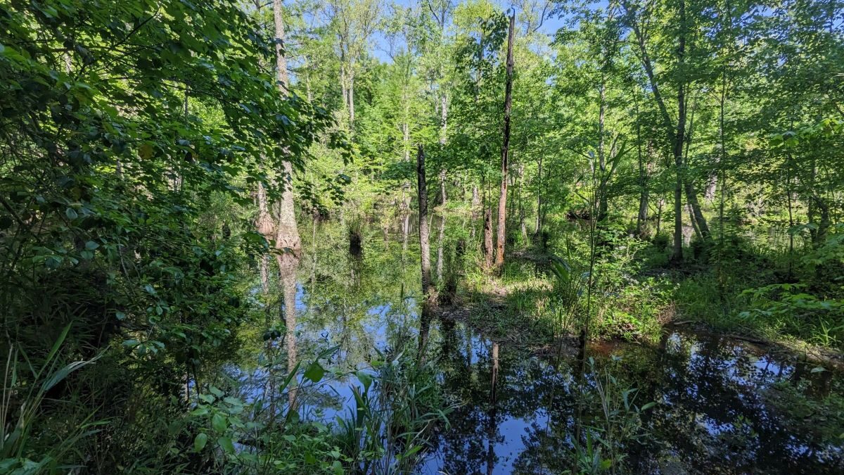 Hoggard's Millpond is just north of Windsor in Bertie County. Photo: John Rudolph, Coastal Land Trust