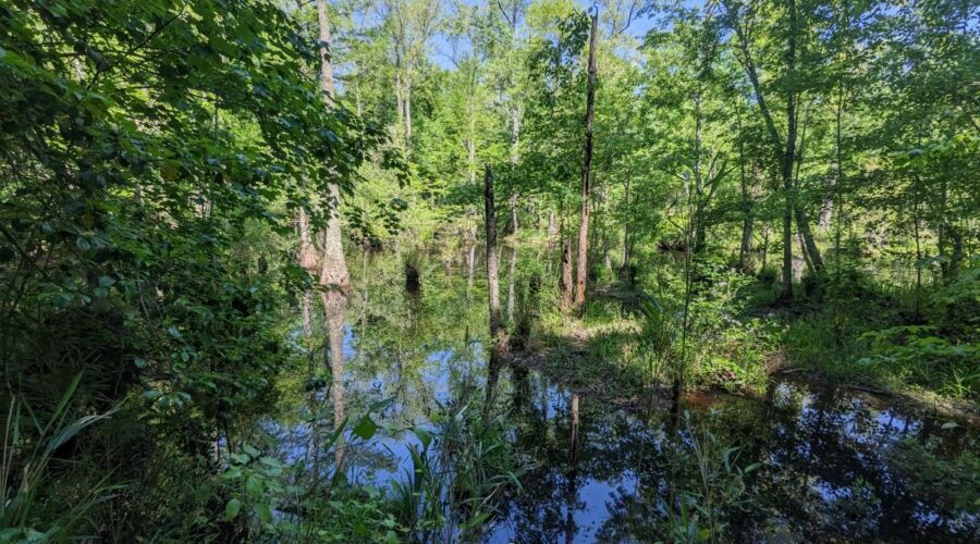 Hoggard's Millpond is just north of Windsor in Bertie County. Photo: John Rudolph, Coastal Land Trust