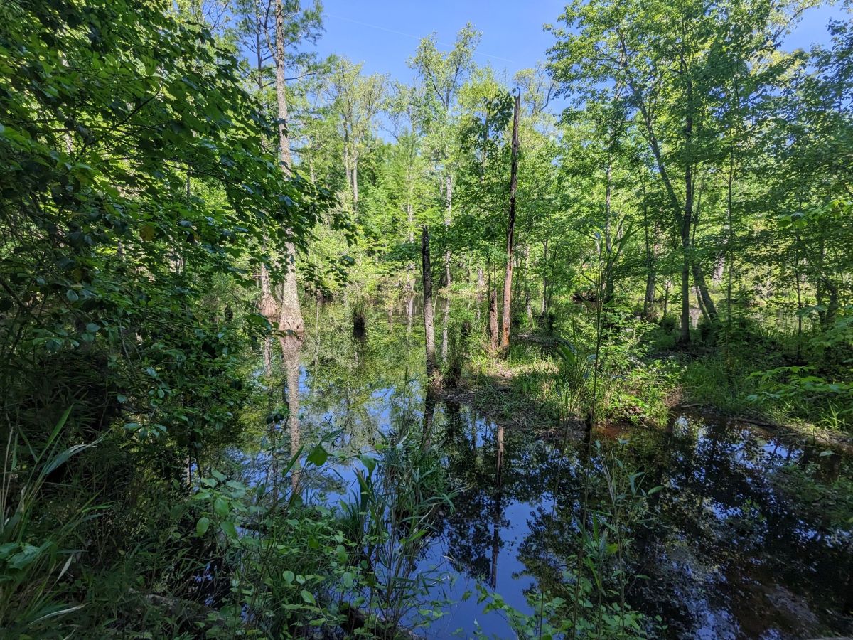 Hoggard's Millpond is just north of Windsor in Bertie County. Photo: John Rudolph, Coastal Land Trust