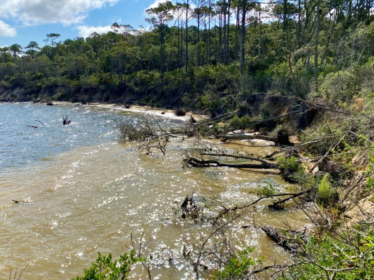 Closeup view of shoreline erosion at Fort Raleigh National Historic Site. Photo: National Park Service