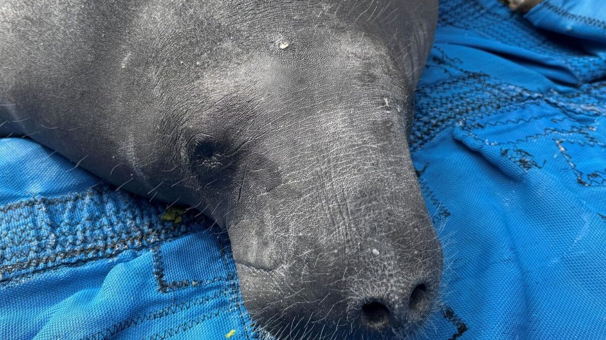 Pamlico, the manatee rescued from a Tar River canal in Greenville, last fall was released Thursday in Florida. Photo: courtesy, N.C. Wildlife Resources Commission