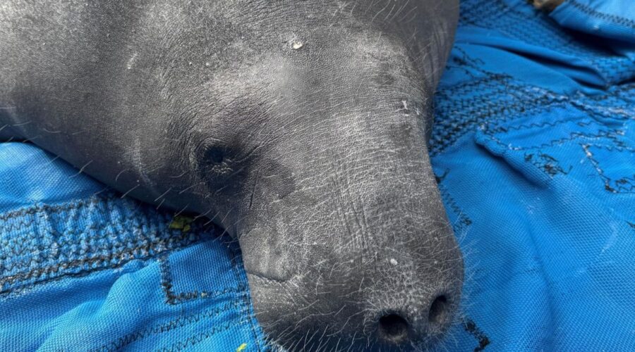 Pamlico, the manatee rescued from a Tar River canal in Greenville, last fall was released Thursday in Florida. Photo: courtesy, N.C. Wildlife Resources Commission