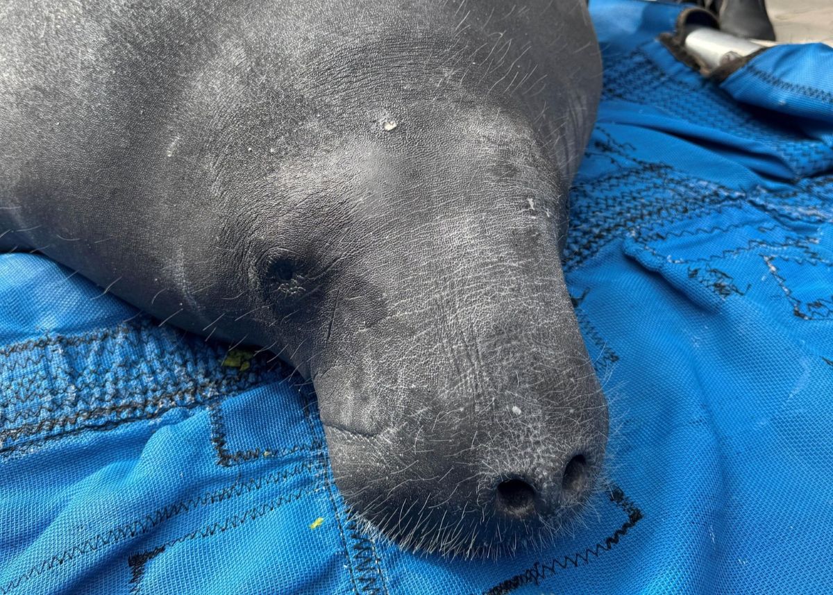 Pamlico, the manatee rescued from a Tar River canal in Greenville, last fall was released Thursday in Florida. Photo: courtesy, N.C. Wildlife Resources Commission