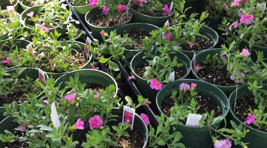 The Currituck Home, Flower, and Garden Show is set for Saturday, April 12 at the N.C. Cooperative Extension Currituck Center in Barco. Photo: N.C. Cooperative Extension