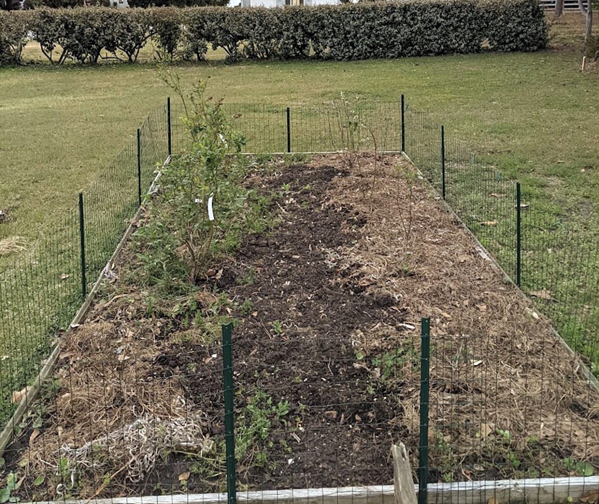 Newly planted blueberry bushes and fruit trees grace the fenced-off garden bed. Photo: Heather Brameyer