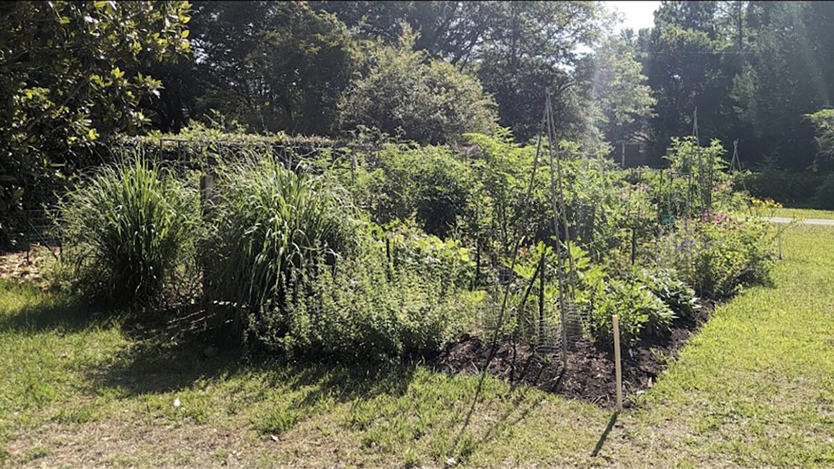 Morning sunshine bathes the garden site. Photo: Heather Brameyer