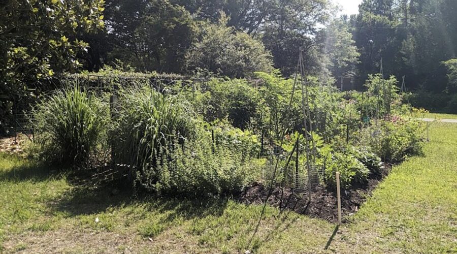 Morning sunshine bathes the garden site. Photo: Heather Brameyer