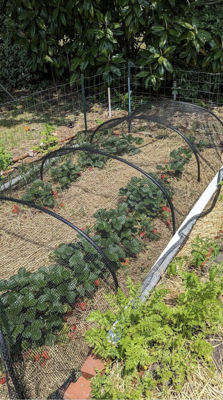 B79B Row covers protect strawberry plants from birds, turtles, deer and rabbits. Fine mesh row covers can also be used to keep moths off cole crops and squash vine borers off squash plants. Photo: Heather Brameyer