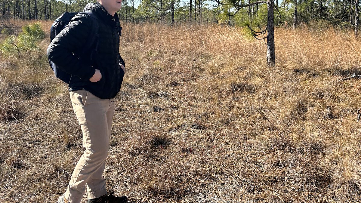 Ben Jones, Friends of the Mountains-to-Sea Trail Coastal Crescent project manager, steps last week into the wilderness of the Sleepy Creek parcel in the Holly Shelter Game Land in Pender County. Photo: Trista Talton