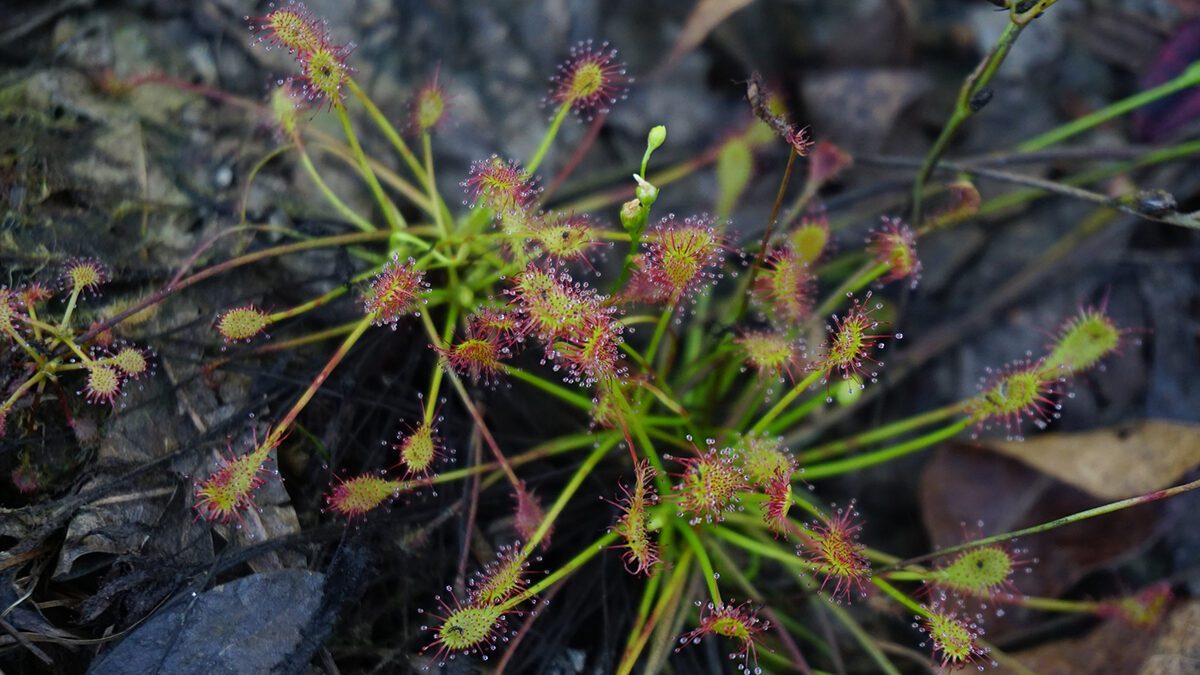 A sundew plant blooms in Stones Creek Game Lands in Onslow County. Photo: NC Wetlands