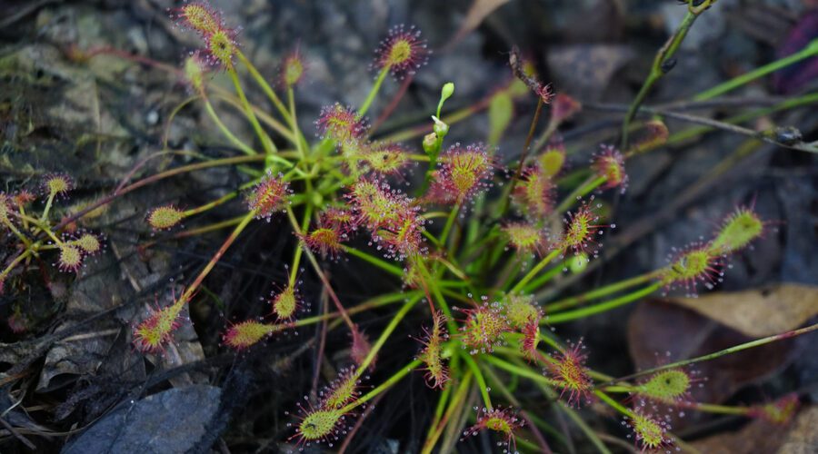 A sundew plant blooms in Stones Creek Game Lands in Onslow County. Photo: NC Wetlands