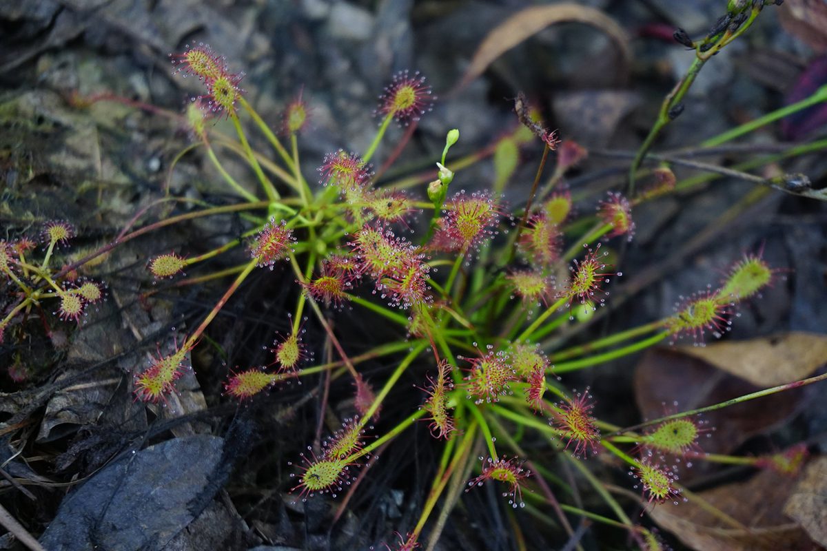 A sundew plant blooms in Stones Creek Game Lands in Onslow County. Photo: NC Wetlands