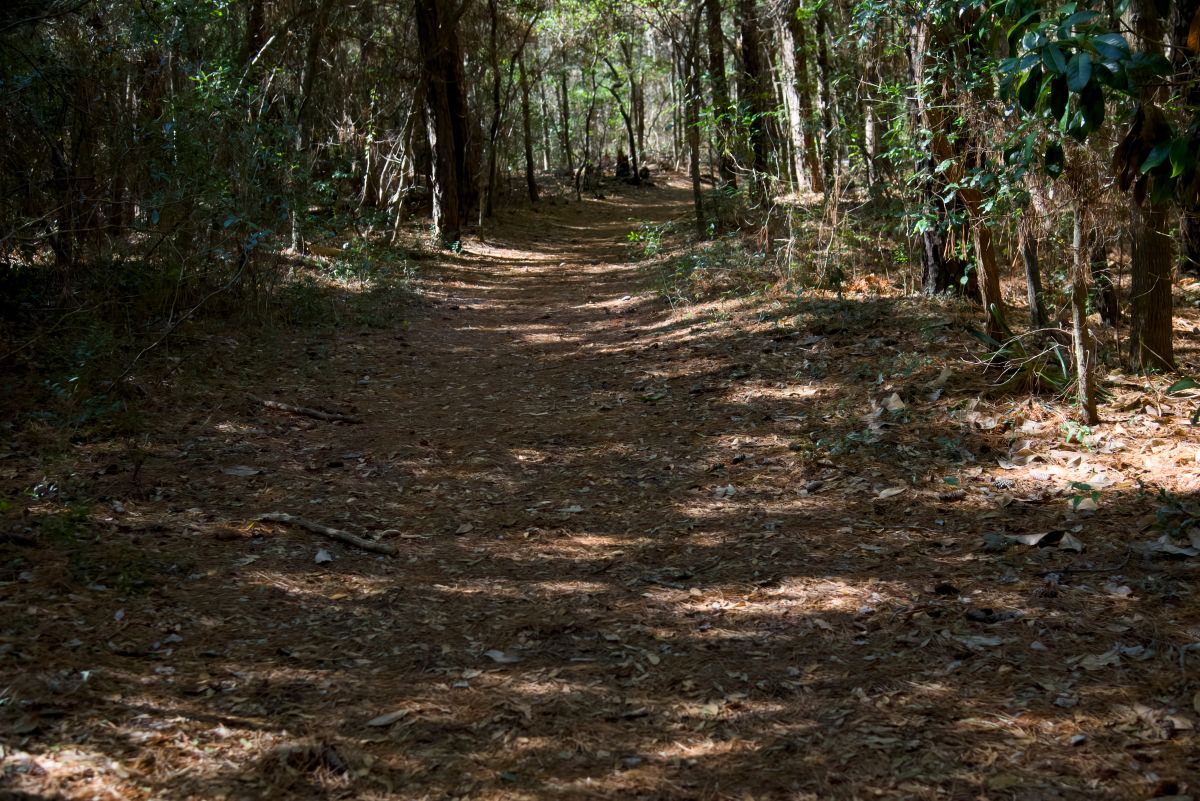 The Freedom Trail is a beautiful walk through a maritime forest. Photo: Kip Tabb