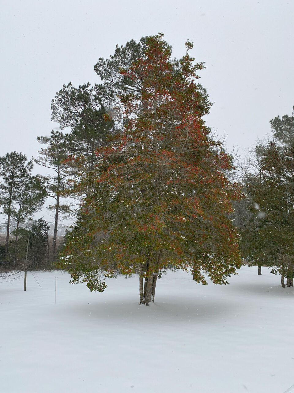 A huge Holly tree with its gorgeous dark green leaves and bright red berries is outlined by snow. Photo: Heidi Skinner