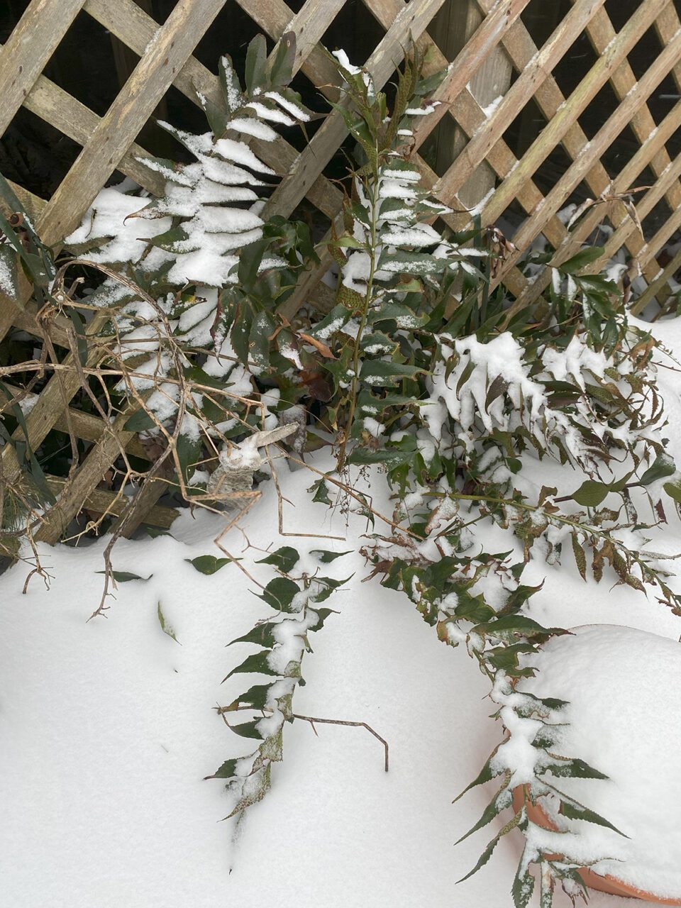 A fern is nestled under its blanket of snow. Photo: Heidi Skinner