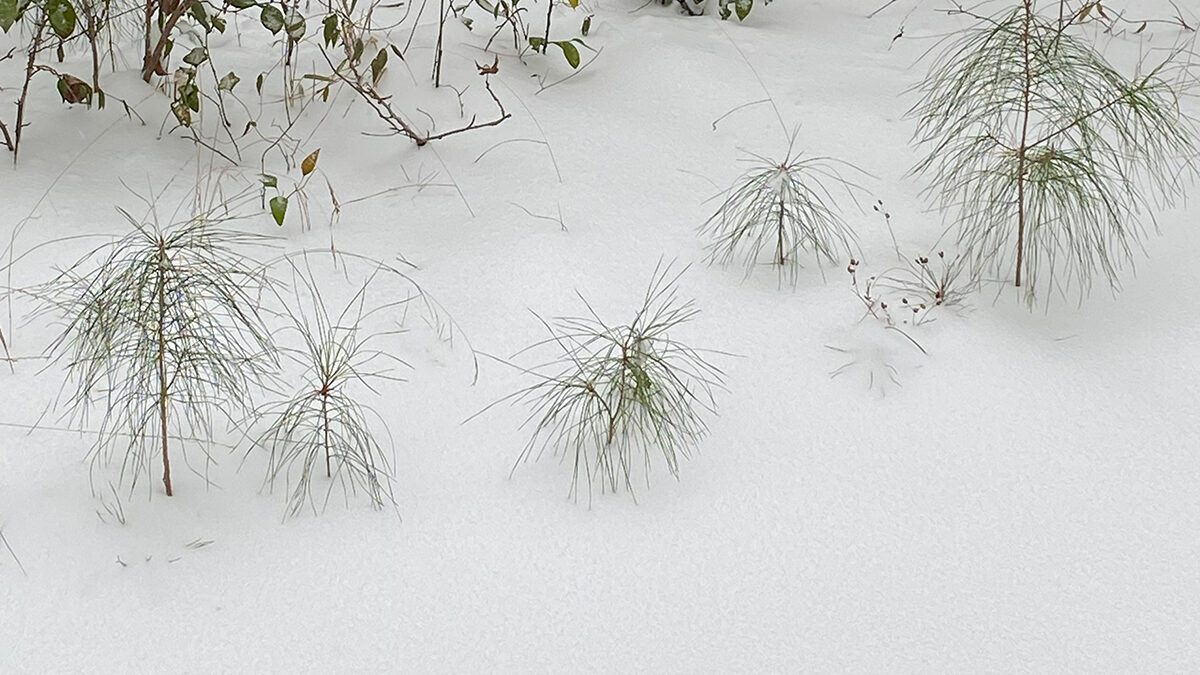 Pine tree saplings hunker down in the recent life-giving snow. Photo: Heidi Skinner