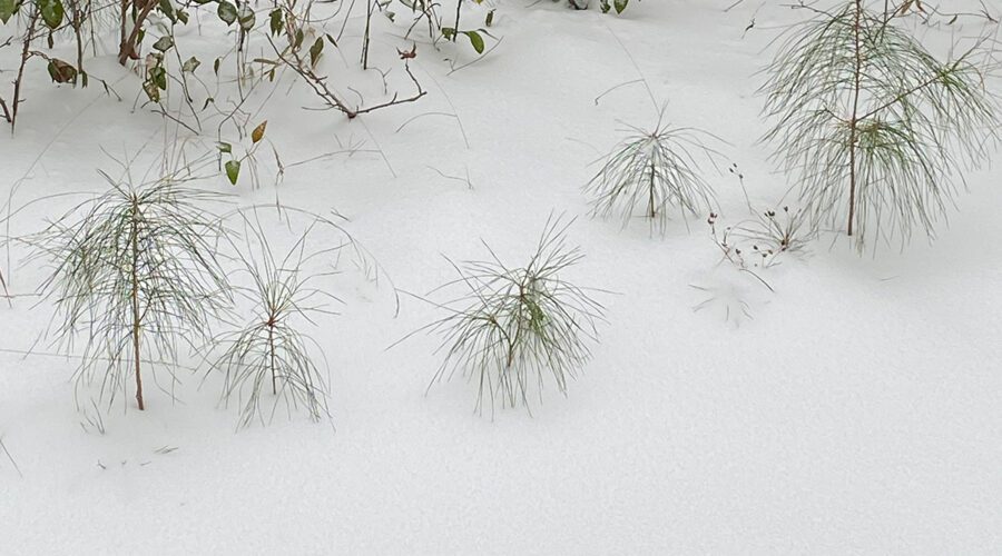 Pine tree saplings hunker down in the recent life-giving snow. Photo: Heidi Skinner