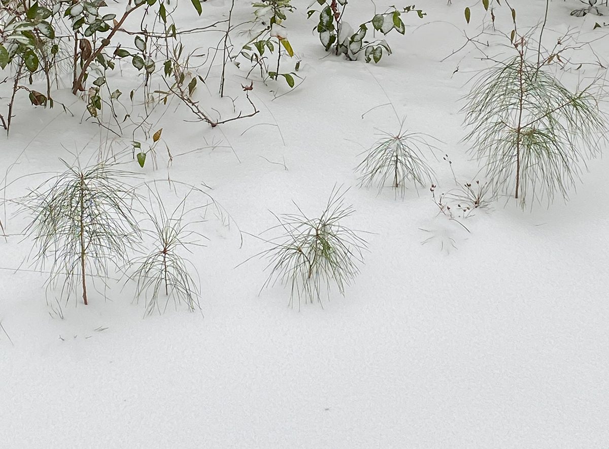 Pine tree saplings hunker down in the recent life-giving snow. Photo: Heidi Skinner