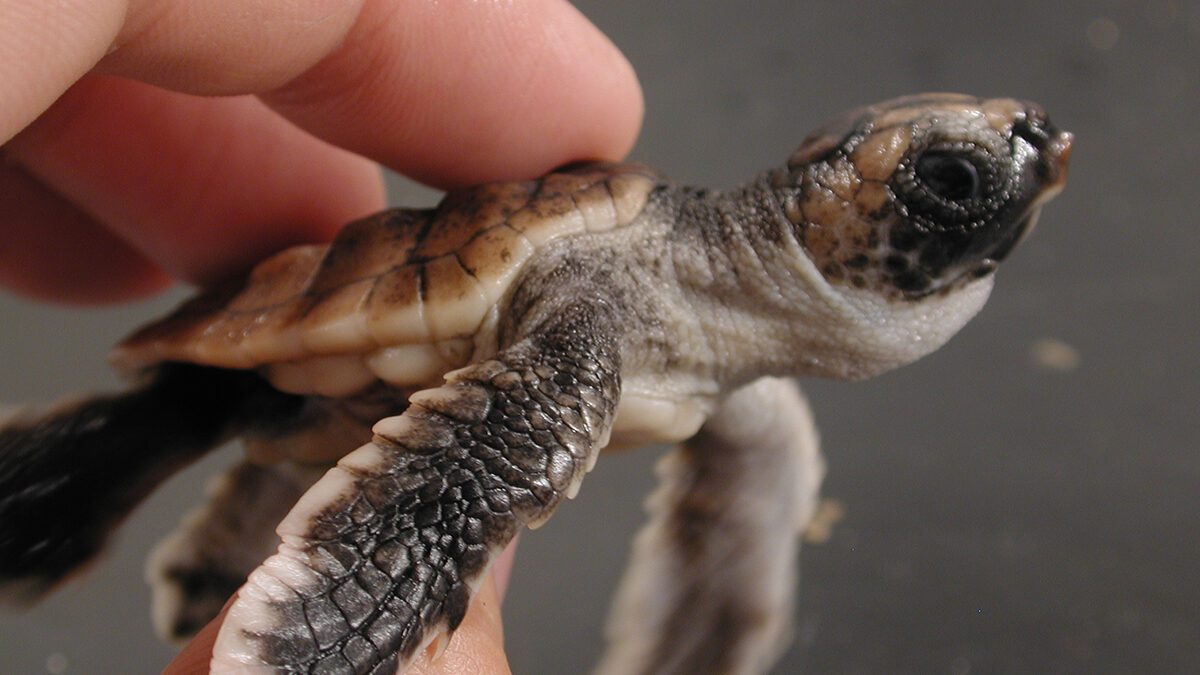 Captive loggerhead turtles, like this hatchling, can be conditioned to "dance" when they sense the magnetic field they associate with food. Photo: Ken Lohmann