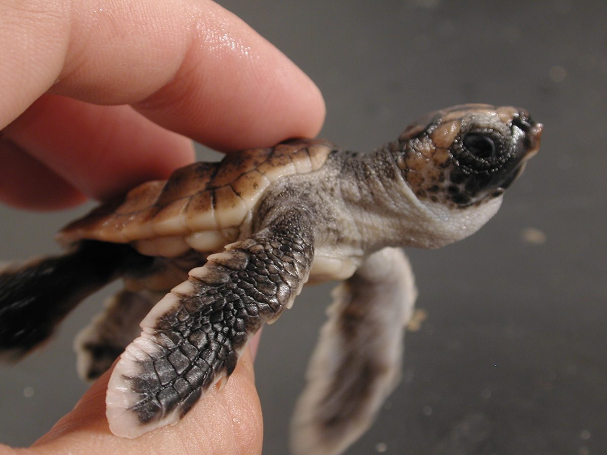 Captive loggerhead turtles, like this hatchling, can be conditioned to "dance" when they sense the magnetic field they associate with food. Photo: Ken Lohmann