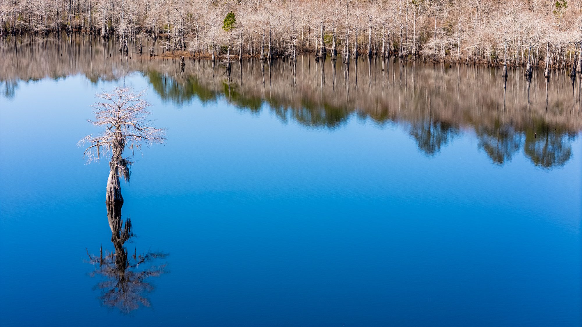 A lone cypress stands apart from those closer to the shoreline at the old mill pond in Carteret County that was originally part of a tract owned by Welshman Robert Williams, who settled in Carteret County in 1763. Williams created the mill pond by having a dam built on Black Creek. A gristmill and a sawmill operated at each end of the dam, which is now below a bridge span on Mill Creek Road. Williams was also one of two county landowners whom historians say received money to build salt works in the county to assist in the Revolution. Photo: Dylan Ray