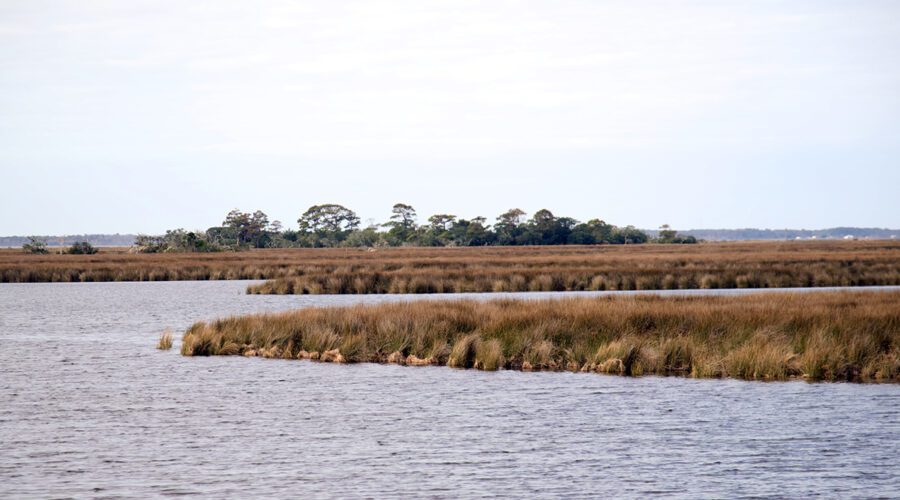 This view of Pine Island marsh does not show the project areas, but Walnut Island homes are visible at the right of the frame. Photo: Kip Tabb