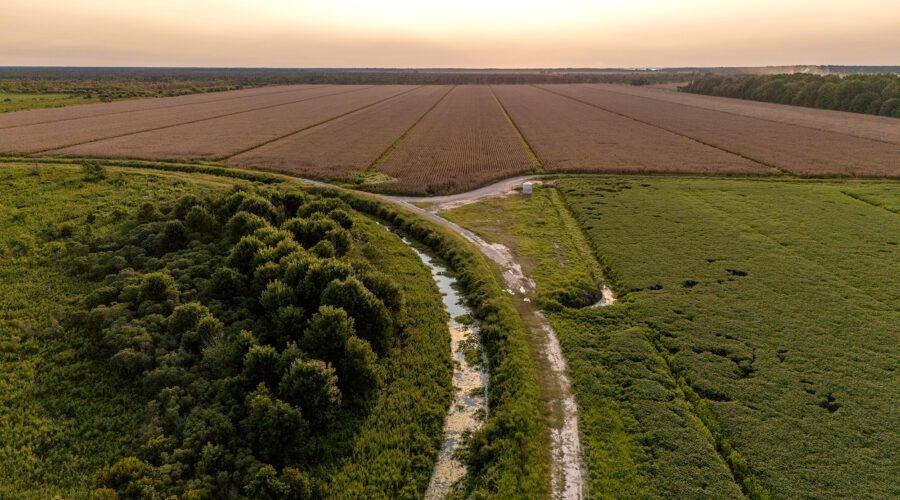 Dirt roads cut through private farmland that abuts the Pocosin Lakes Wildlife Refuge in Tyrell County. Photo: Dylan Ray