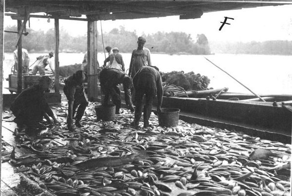 While he leased the two fisheries, W. A. Griffin modernized them in several ways. Most notably, he extended electricity– probably from a Delco generator– to the riverbank so that he could install a fish scaling machine in the fishery’s pack house and a conveyor belt to carry catches from the wharf to the pack house. See esp. the Raleigh News & Observer, 5 May 1929 and The Daily Review (Morgan City, La.), 4 Mar. 1933. Those innovations do not seem to have lasted, however. By the time these photographs were taken, the fishery once again looked little different than it had in the 19th century. The only differences I can see are the drums that helped to haul in the seines and the gasoline-powered boat that was used to tow the seine boats. Photo courtesy, State Archives of North Carolina