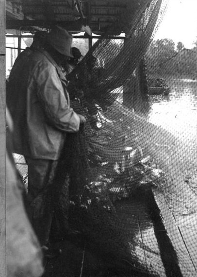 Roanoke River, Plymouth, N.C., May 1939. These fishermen are working in the shadow of the N. C. Pulp Co.’s new mill. Just a little upriver of them, the company’s workers moved logs through special saws, reducing them into wood chips and boiling the chips in a bath of sodium sulfate. They then filtered the chips, reducing them into a gooey paste that, if making kraft or fiber board, was bleached and turned into paper products. To an important degree, the company’s arrival was also a landmark event in the history of tree farming on the North Carolina coast. Earlier timber companies had largely “cut and run,” but by 1940, the N. C. Pulp Co. had ordered more than 100,000 pine seedlings for planting in four largely deforested coastal counties. Photo courtesy, State Archives of North Carolina