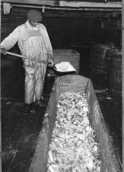 Salting herring, Roanoke River, May 1939. For more on the historic use of salt in the region’s herring fisheries, see my article “Salt” from 2018. That article is part of a 13-part series called “Herring Week” that focuses on the history of a pair of herring fisheries that were 10-15 miles from Plymouth, on the Albemarle Sound, in the period between roughly 1880 and 1910. Photo courtesy, State Archives of North Carolina