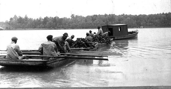 Herring fishermen, Roanoke River, Plymouth, N.C., May 1939. Roy Hampton’s father, W. R. Hampton, first established the Kitty Hawk and Slade fisheries in or about 1872. The spot on the Roanoke had been the site of a seine fishery far longer however. The previous owners included the Armisteads, large slaveholders that had large local fisheries since the 18th century. In addition to his Plymouth fisheries, W. R. Hampton owned two other herring fisheries, a sizable amount of farmland, a shingling business, and a pair of general mercantile stores in Plymouth and Darden. (See esp. the Scotland Neck Commonwealth, 29 March 1894.) Photo courtesy, State Archives of North Carolina