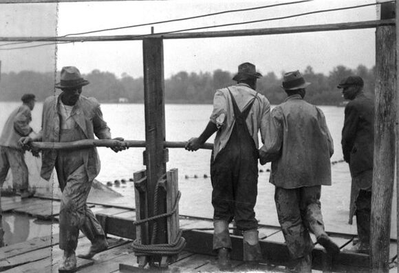 Tightening the seine with a hand-turned capstan, such as the ones used on sailing ships to raise anchors and heavy ropes. One of the most unusual moments in the history of the Kitty Hawk and Slade fisheries began in 1929 and ran until at least 1932. During those years, Roy Hampton leased the fishery to B. A. Griffin, a partner in a Milwaukee, Wisconsin seafood company with fisheries on the Great Lakes and the Atlantic Coast. (Hampton continued to manage the seining operations in Plymouth.) During those years, Griffin shipped herring to Milwaukee, where his cannery pickled them and targeted its marketing to the region’s Scandinavian, Polish, and German immigrants. He shipped the fish’s roe 30 miles south of Plymouth, to the Washington Packing Company’s cannery, in Washington, N.C. Photo by Bill Sharpe. Photo courtesy, State Archives of North Carolina