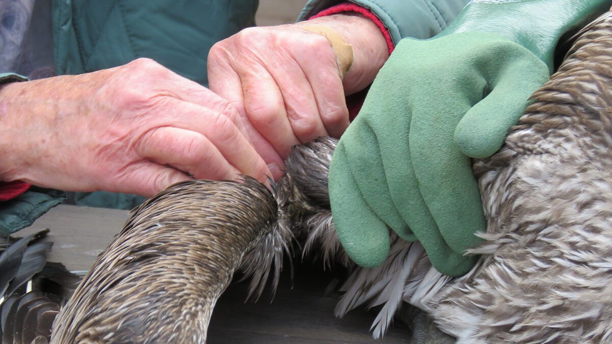 Volunteers with Sea Biscuit Wildlife Shelter in Oak Island dress an injured pelican's wounds at the shelter in February 2024. Photo: Sea Biscuit Wildlife Shelter