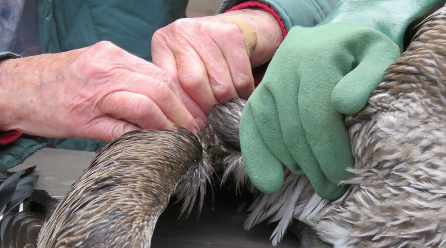 Volunteers with Sea Biscuit Wildlife Shelter in Oak Island dress an injured pelican's wounds at the shelter in February 2024. Photo: Sea Biscuit Wildlife Shelter