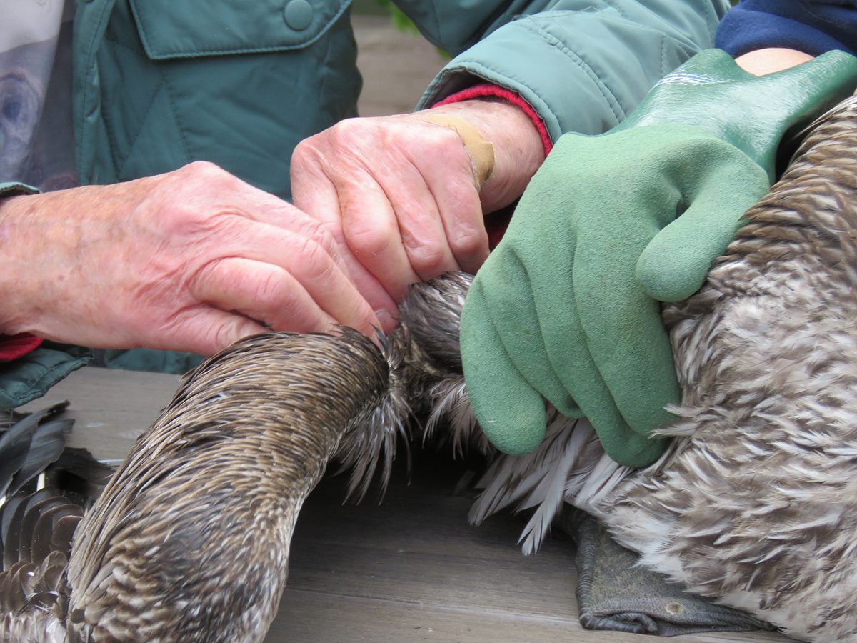 Volunteers with Sea Biscuit Wildlife Shelter in Oak Island dress an injured pelican's wounds at the shelter in February 2024. Photo: Sea Biscuit Wildlife Shelter