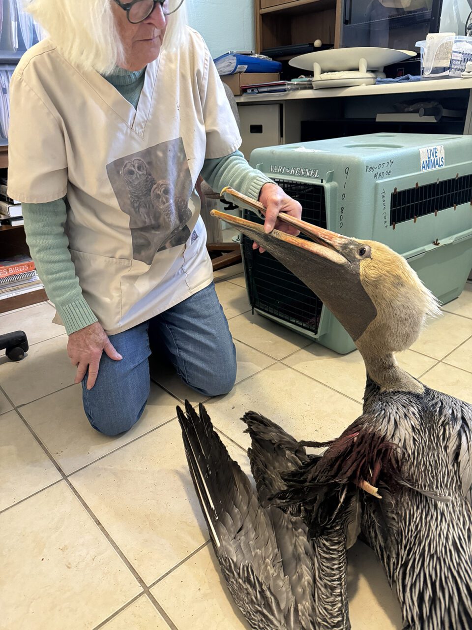 Mary Ellen Rogers treats an injured pelican at Sea Biscuit Wildlife Shelter. Photo: Sea Biscuit Wildlife Shelter