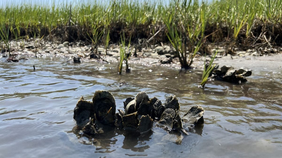 Registration is now open for the North Carolina Coastal Federation's 2025 Coastal Summit taking place April 8-9 in Raleigh. Photo: N.C. Coastal Federation