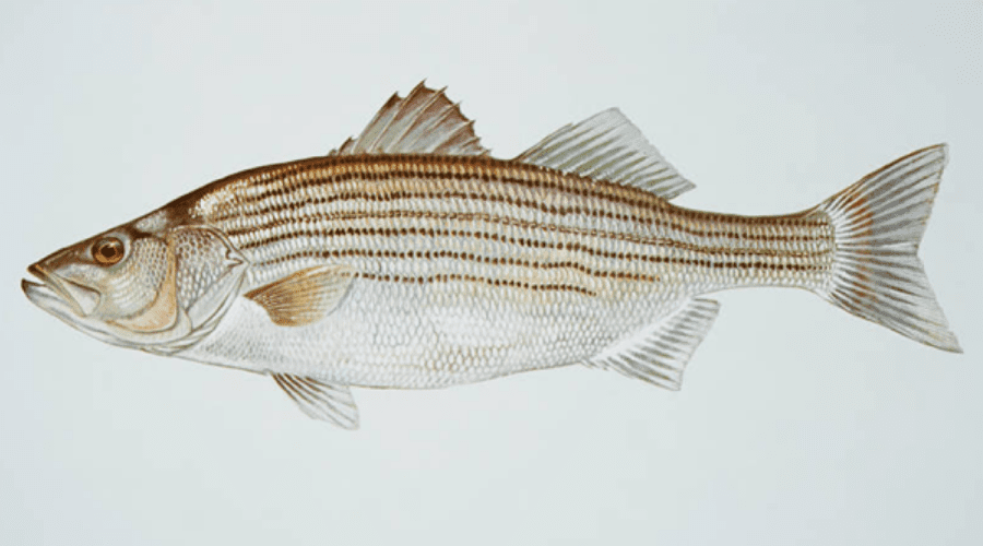 Striped bass. Image: U.S. Fish and Wildlife Service