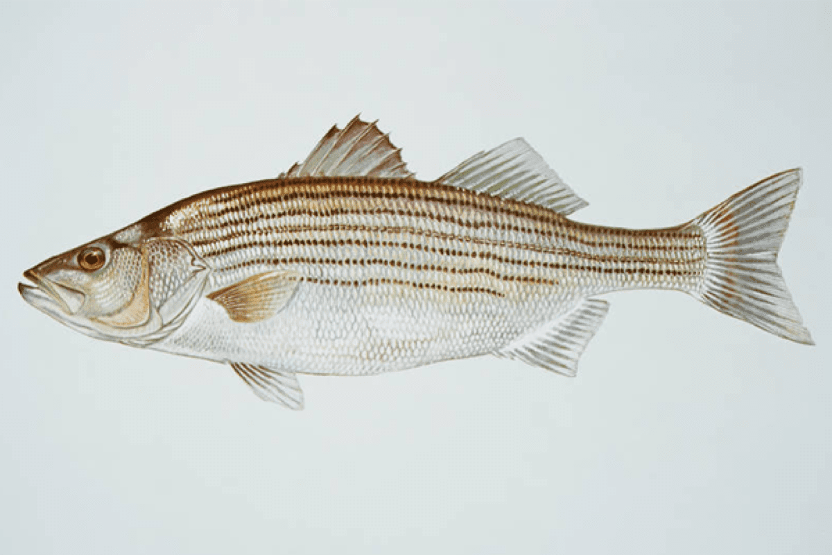 Striped bass. Image: U.S. Fish and Wildlife Service