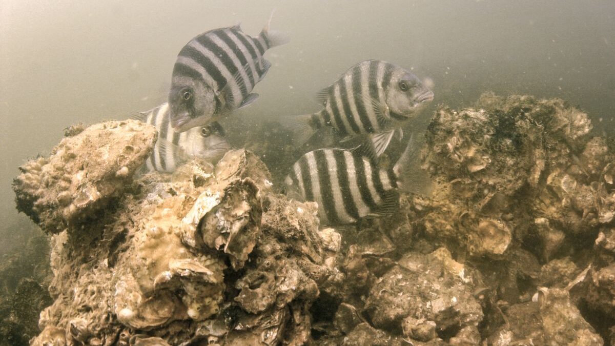 Sheepshead on the West Bluff Oyster Sanctuary in Pamlico Sound. Photo: N.C. Division of Marine Fisheries