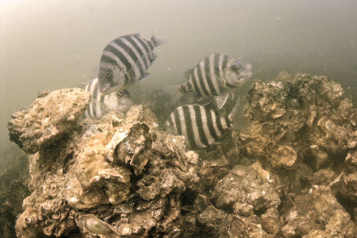 Sheepshead on the West Bluff Oyster Sanctuary in Pamlico Sound. Photo: N.C. Division of Marine Fisheries