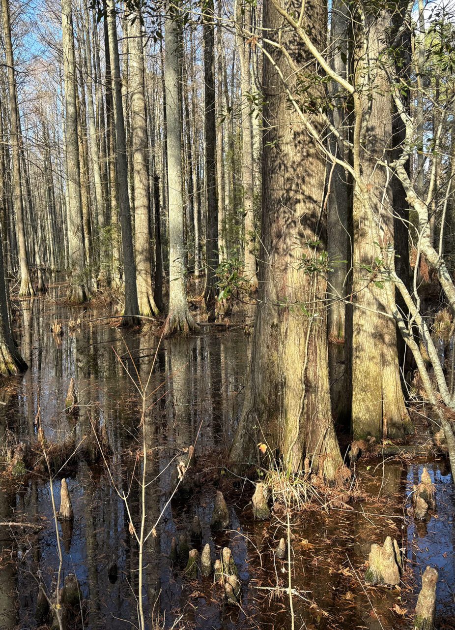 Dappled sunlight illuminates cypresses standing in Cypress Swamp in the Mattamuskeet National Wildlife Refuge in December. Photo: Catherine Kozak