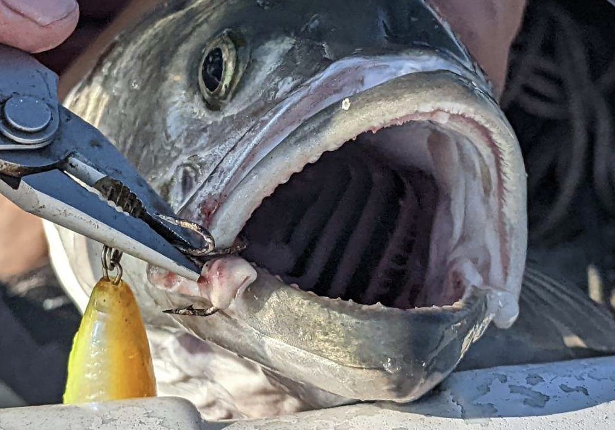 Use caution -- and the correct leader -- when dealing with bluefish's impressive chompers. Photo: Gordon Churchill