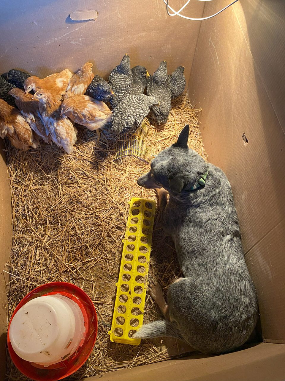 Sailor does her best to guard new chicks, because merely looking into the box means she's slacking. Photo: Heidi Skinner