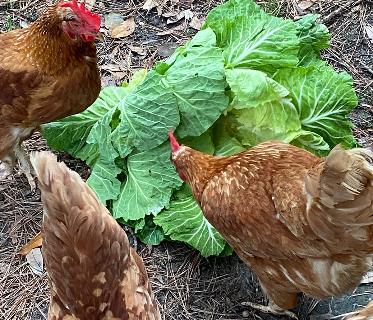 Hens enjoy a collard snack, which they will then turn into yummy eggs. Photo: Heidi Skinner