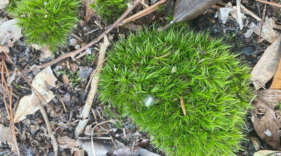 Clumps of emerald moss tack down to bare soil. Photo: Heidi Skinner